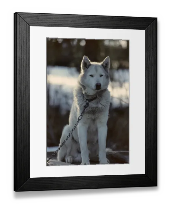 Framed Print : USA, Alaska, Sled Dogs, Dog Sledding, Denali National Park