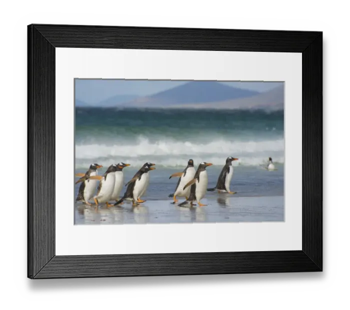 Framed Print : Falkland Islands. Saunders Island. Gentoo penguins (Pygoscelis papua) coming out