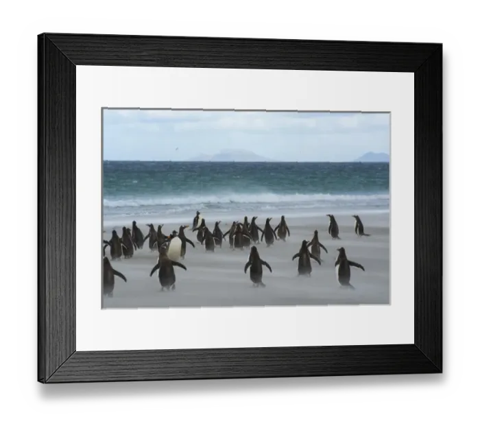 Framed Print : Falkland Islands. Saunders Island. Gentoo penguins (Pygoscelis papua) rush for Framed Print : Falkland Islands. Saunders Island. Gentoo penguins (Pygoscelis papua) rush for