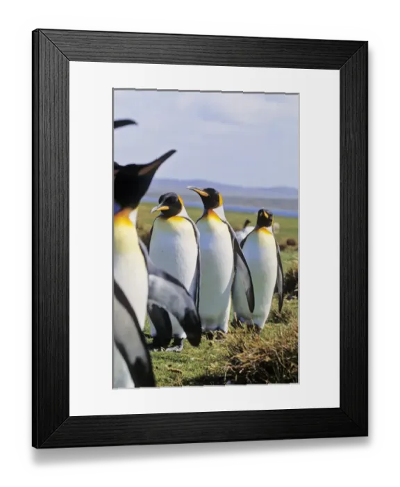 Framed Print : King Penguin (Aptenodytes patagonica) group near the colony at Volunteer Point