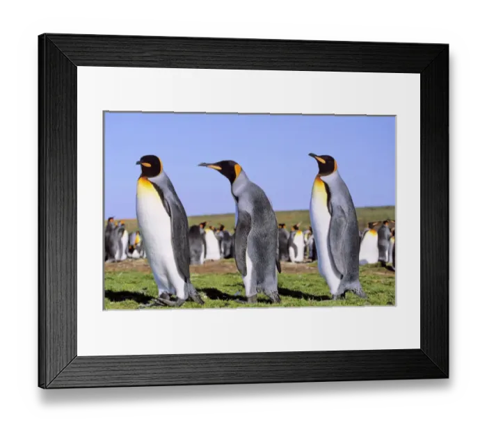 Framed Print : King Penguin (Aptenodytes patagonica) group near the colony at Volunteer Point