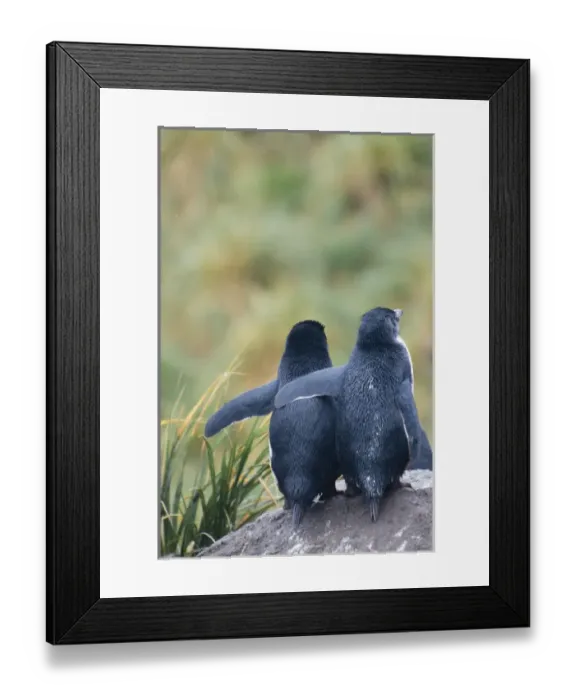 Framed Print : Falkland Islands. West Point Island Framed Print : Falkland Islands. West Point Island