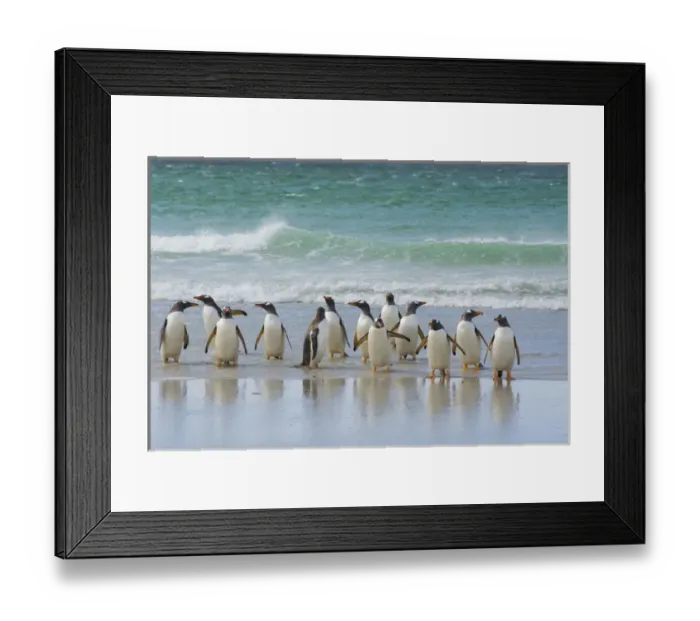 Framed Print : Falkland Islands. Saunders Island. Gentoo penguins (Pygoscelis papua) coming out