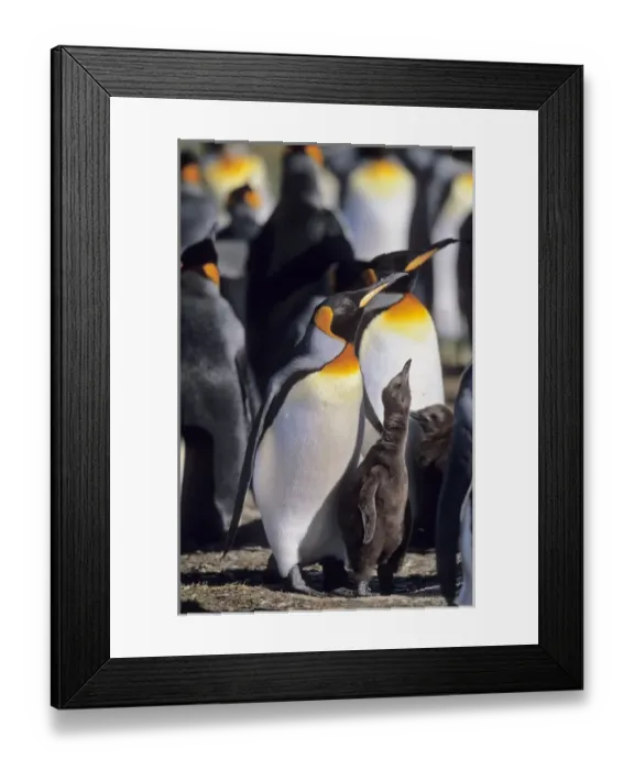 Framed Print : King Penguin (Aptenodytes patagonica) chick is begging for food and is fed subsequently Framed Print : King Penguin (Aptenodytes patagonica) chick is begging for food and is fed subsequently