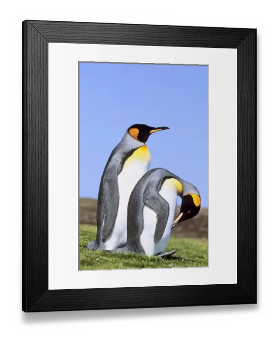 Framed Print : King Penguin (Aptenodytes patagonica) pair near the colony at Volunteer Point