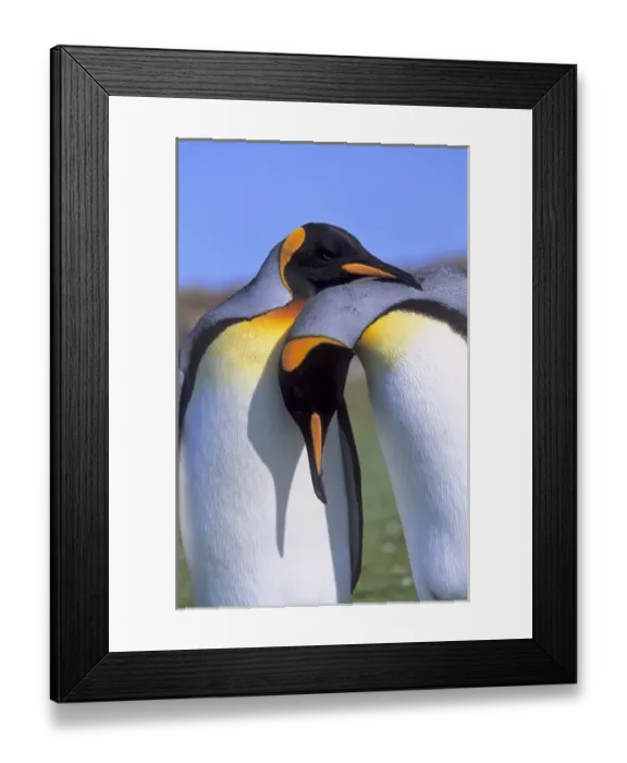Framed Print : King Penguin (Aptenodytes patagonica) pair preparing for mating near the colony Framed Print : King Penguin (Aptenodytes patagonica) pair preparing for mating near the colony