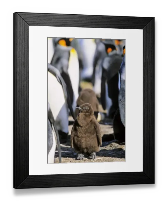 Framed Print : King Penguin (Aptenodytes patagonica) chick is waiting for parents left alone in Framed Print : King Penguin (Aptenodytes patagonica) chick is waiting for parents left alone in