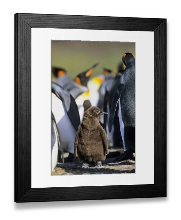 Framed Print : King Penguin (Aptenodytes patagonica) chick is waiting for parents left alone in Framed Print : King Penguin (Aptenodytes patagonica) chick is waiting for parents left alone in