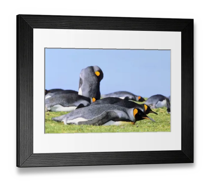 Framed Print : King Penguin (Aptenodytes patagonica) group resting near the colony at Volunteer Framed Print : King Penguin (Aptenodytes patagonica) group resting near the colony at Volunteer