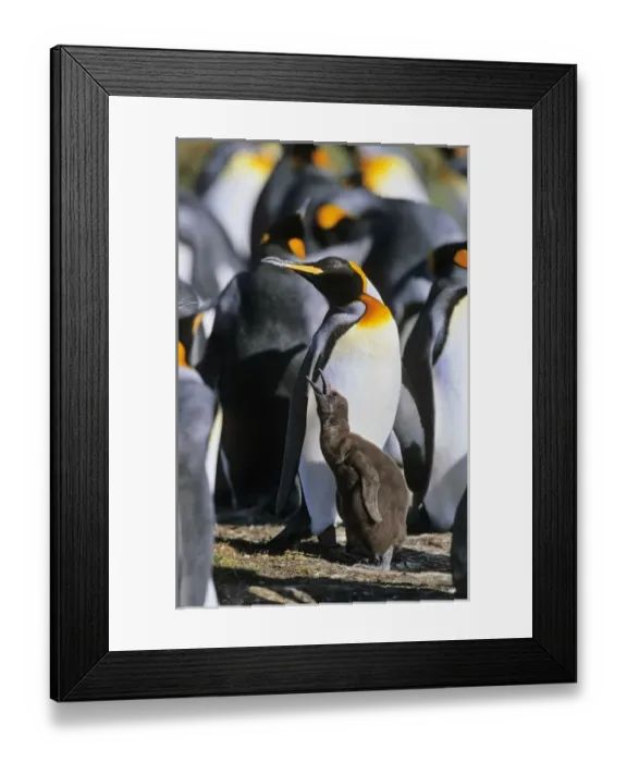 Framed Print : King Penguin (Aptenodytes patagonica) chick is begging for food and is fed subsequently