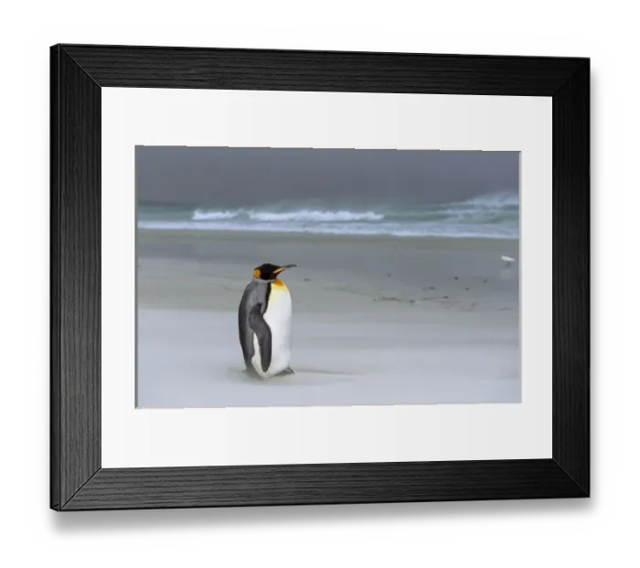Framed Print : King Penguin (Aptenodytes patagonica) is resting on stormy weather with sandstorm