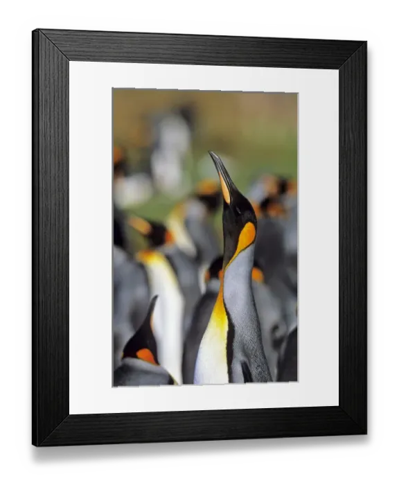 Framed Print : King Penguin (Aptenodytes patagonica) trumpeting in the colony at Volunteer Point