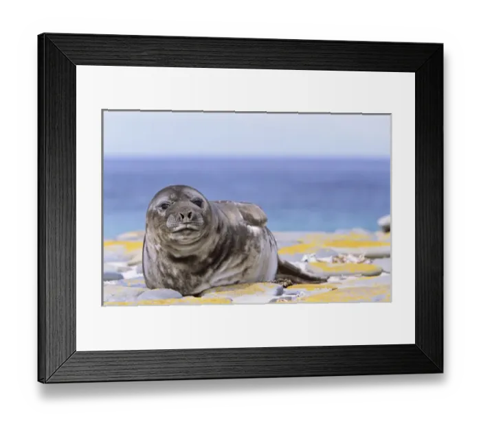 Framed Print : Southern Elephant Seal (mirounga leonina) portrait of pub, Falkland Islands, November Framed Print : Southern Elephant Seal (mirounga leonina) portrait of pub, Falkland Islands, November
