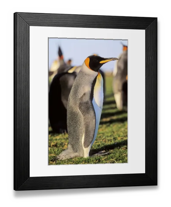 Framed Print : King Penguin (Aptenodytes patagonica) at Volunteer Point on the Falkland Islands