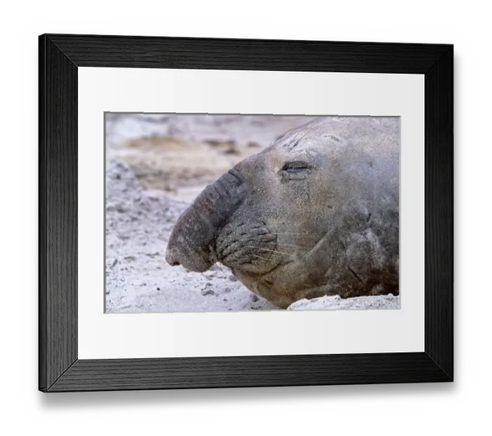 Framed Print : Southern Elephant Seal adult bull moulting on beach, Falkland Islands, January Framed Print : Southern Elephant Seal adult bull moulting on beach, Falkland Islands, January