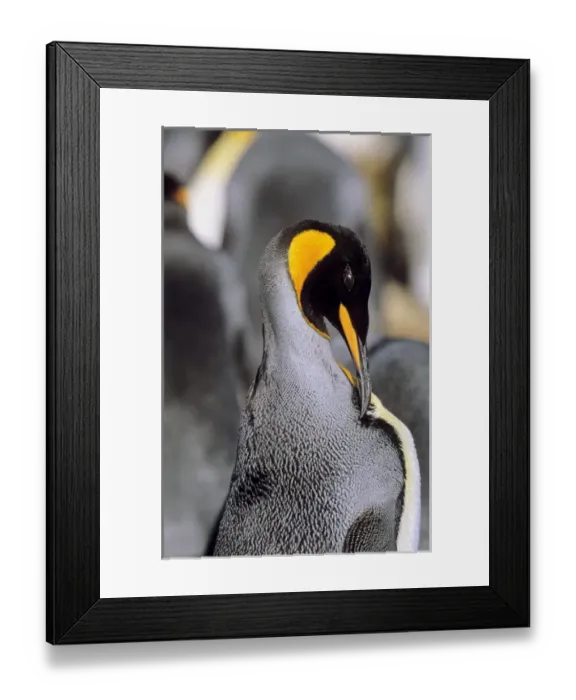 Framed Print : King Penguin (Aptenodytes patagonica) cleaning plumage near the colony at Volunteer Framed Print : King Penguin (Aptenodytes patagonica) cleaning plumage near the colony at Volunteer