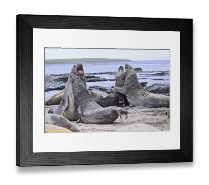 Framed Print : Southern Elephant Seal bulls in mock fight in moulting season, Falkland Islands, January Framed Print : Southern Elephant Seal bulls in mock fight in moulting season, Falkland Islands, January