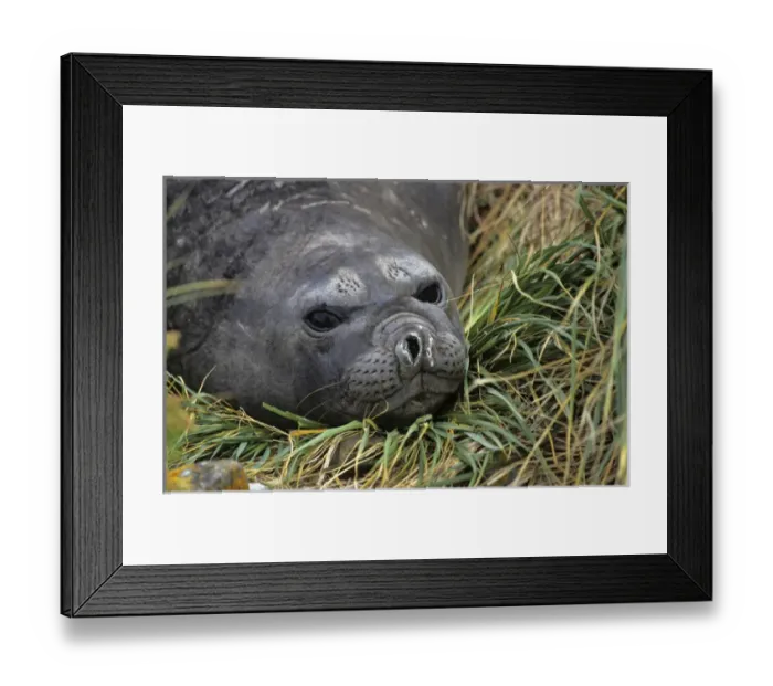 Framed Print : Southern Elephant Seal (mirounga leonina) cows during moulting on beach with tussock Framed Print : Southern Elephant Seal (mirounga leonina) cows during moulting on beach with tussock