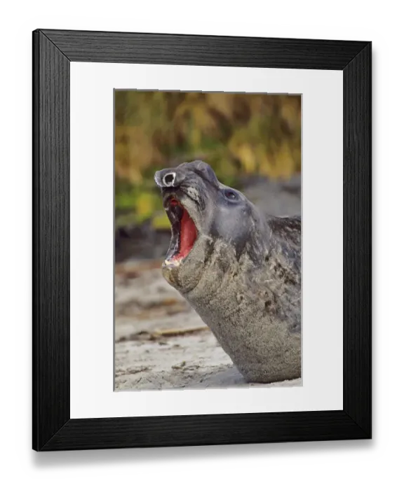 Framed Print : Southern Elephant Seal bull mouth wide open in threat or fear display on beach during Framed Print : Southern Elephant Seal bull mouth wide open in threat or fear display on beach during