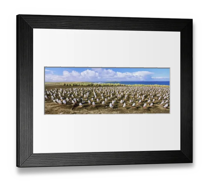 Framed Print : King Cormorant or Imperial Shag, Phalacrocorax atriceps albiventer, Colony on Bleaker Island