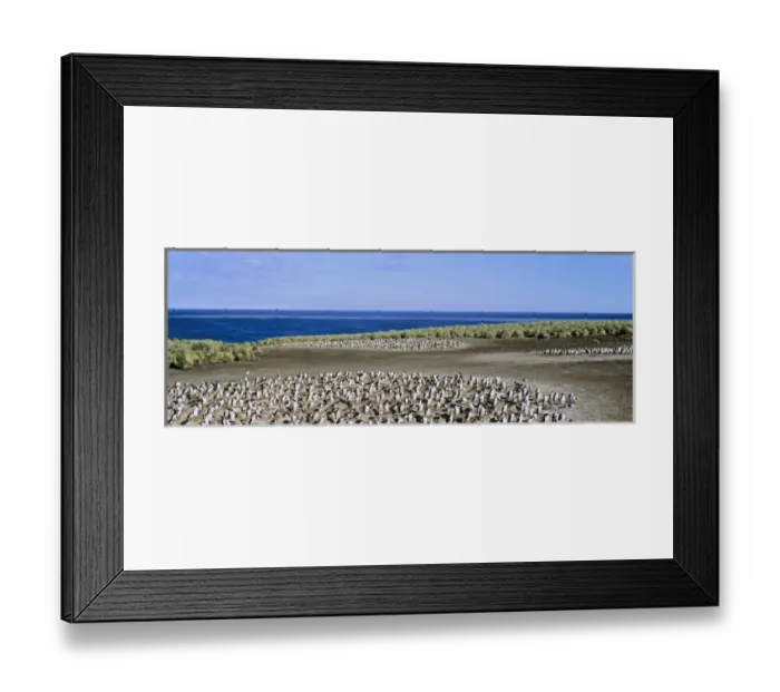 Framed Print : King Cormorant or Imperial Shag, Phalacrocorax atriceps albiventer, Colony on Bleaker Island