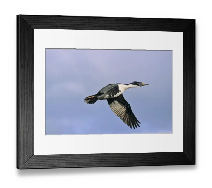 Framed Print : Imperial Shag or King Shag (Phalacrocorax atriceps albiventer) on the Falkland Islands, flying