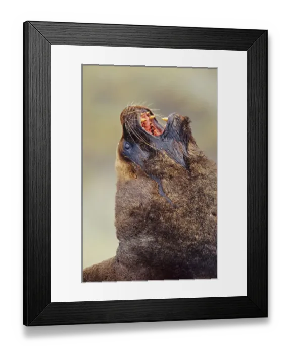 Framed Print : South American Sea Lion (Otaria flavescens, formerly Oraria byronia) or Southern Framed Print : South American Sea Lion (Otaria flavescens, formerly Oraria byronia) or Southern