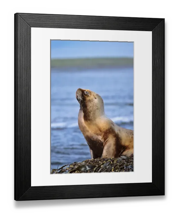 Framed Print : South American Sea Lion (Otaria flavescens, formerly Oraria byronia) or Southern Framed Print : South American Sea Lion (Otaria flavescens, formerly Oraria byronia) or Southern