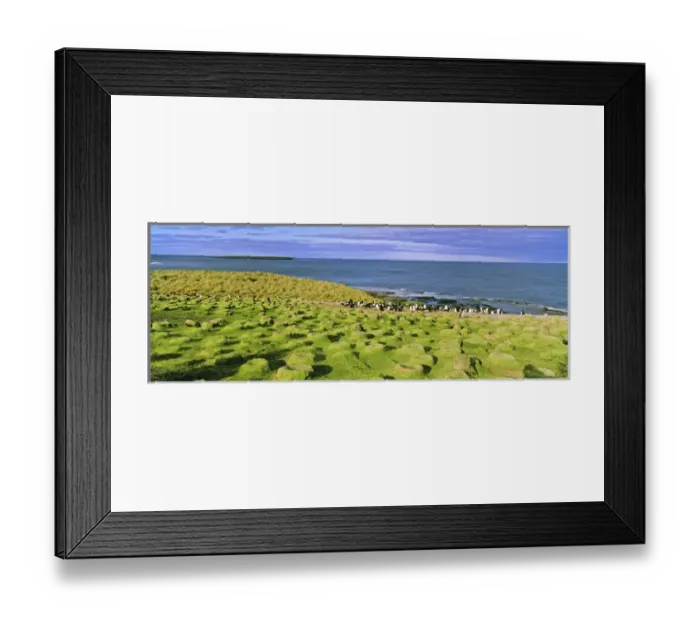Framed Print : King Cormorant or Imperial Shag, Phalacrocorax atriceps albiventer, deserted colony