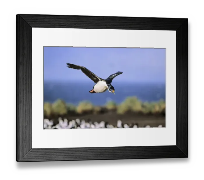 Framed Print : Imperial Shag or King Shag (Phalacrocorax atriceps albiventer) on the Falkland Islands Framed Print : Imperial Shag or King Shag (Phalacrocorax atriceps albiventer) on the Falkland Islands