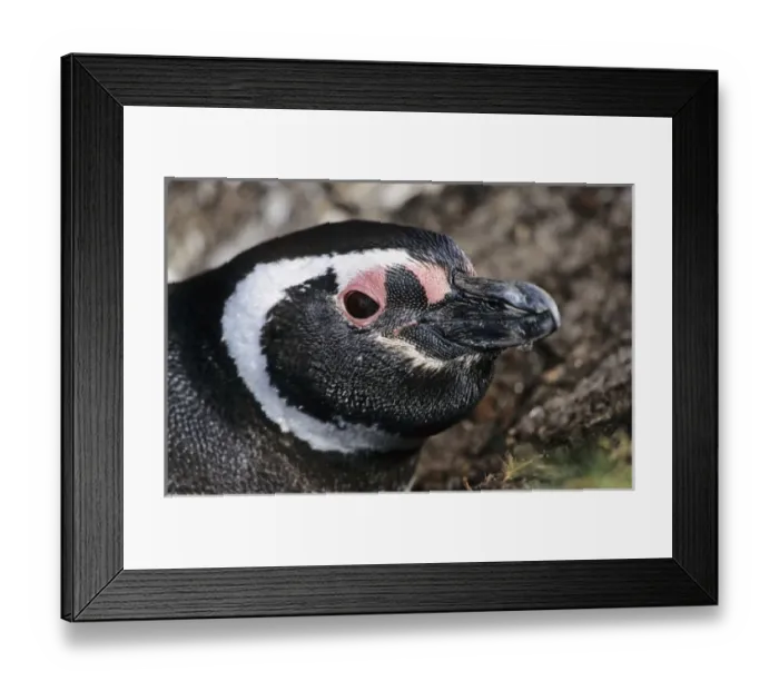 Framed Print : Magellanic penguin (Spheniscus magellanicus) looking out of a burrow