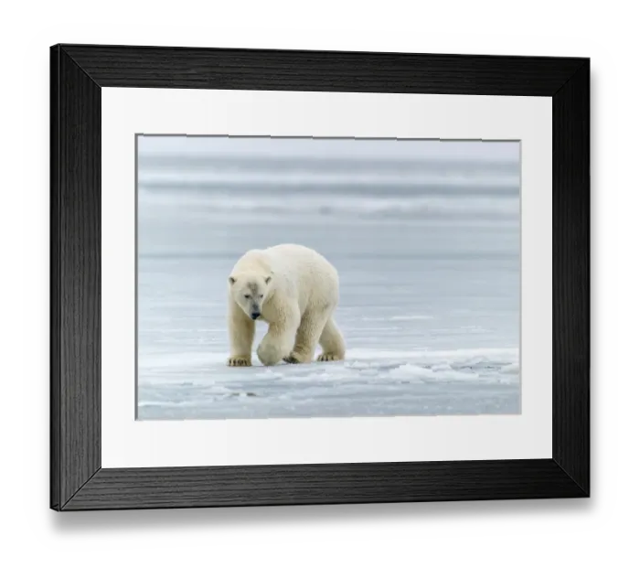 Framed Print : Polar Bears near Kaktovic, Alaska Framed Print : Polar Bears near Kaktovic, Alaska