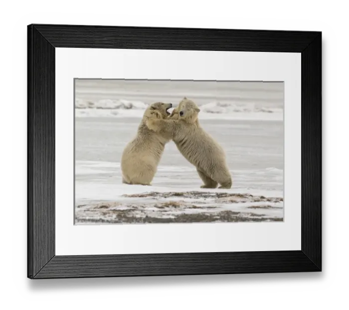 Framed Print : Polar Bears near Kaktovic, Alaska Framed Print : Polar Bears near Kaktovic, Alaska