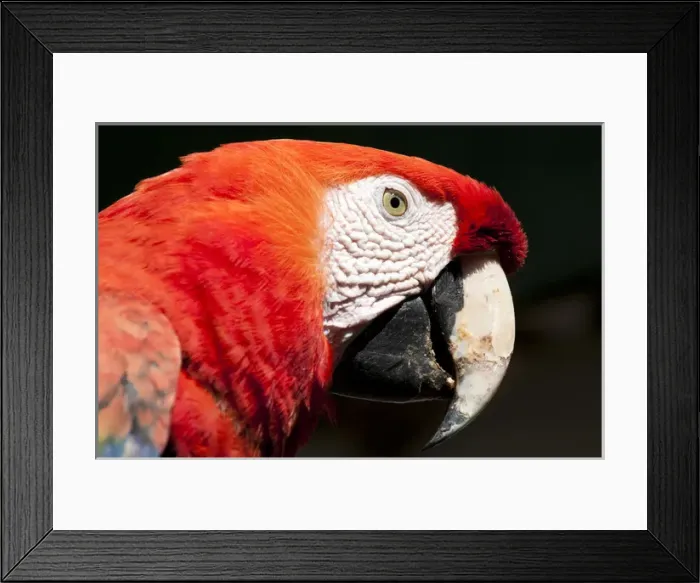 Framed Print : Guatemala, Chichicastenango. Scarlet macaw Framed Print : Guatemala, Chichicastenango. Scarlet macaw