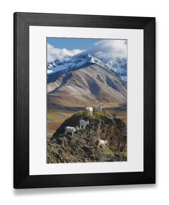 Framed Print : Polychrome Pass, Denali National Park, Alaska, five dall sheep rams perch on a cliff Framed Print : Polychrome Pass, Denali National Park, Alaska, five dall sheep rams perch on a cliff