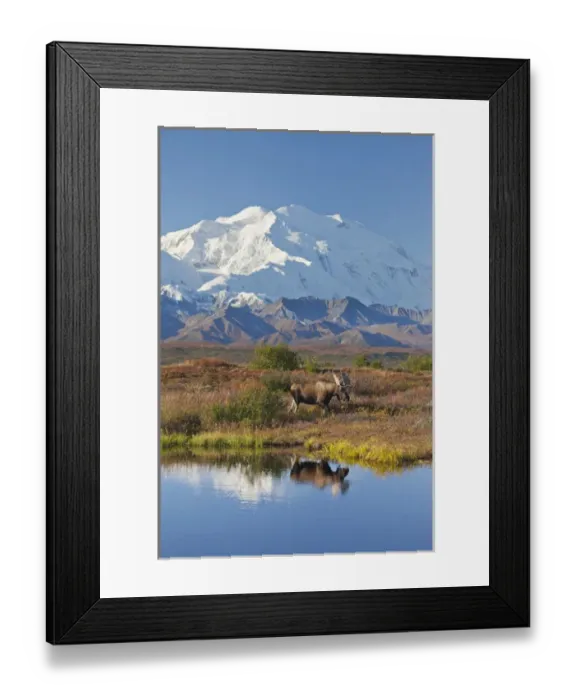 Framed Print : Denali National Park, Alaska, Mt. McKinley towers behind a bull moose reflected in Framed Print : Denali National Park, Alaska, Mt. McKinley towers behind a bull moose reflected in