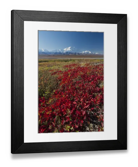 Framed Print : Denali National Park, Alaska, Mt. McKinley towers behind a camp on brilliantly colored Framed Print : Denali National Park, Alaska, Mt. McKinley towers behind a camp on brilliantly colored
