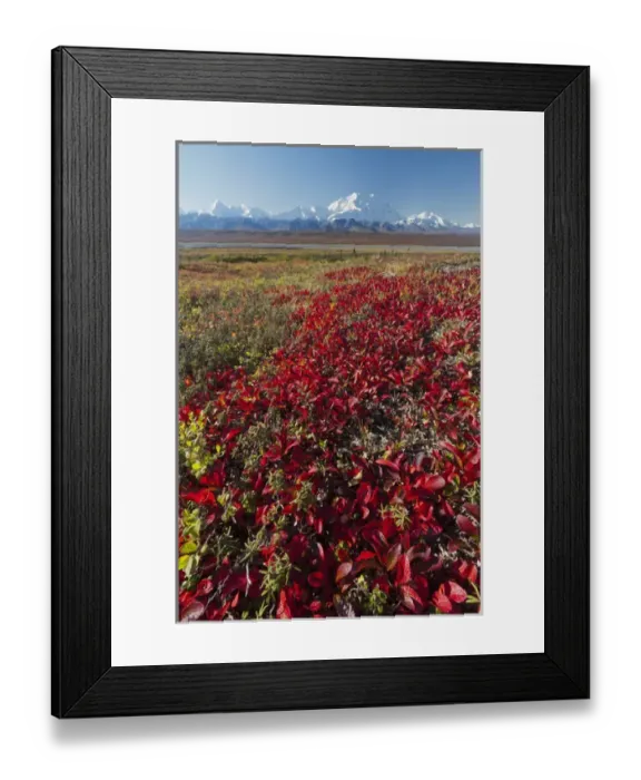 Framed Print : Denali National Park, Alaska, Mt. McKinley towers behind a camp on brilliantly colored Framed Print : Denali National Park, Alaska, Mt. McKinley towers behind a camp on brilliantly colored
