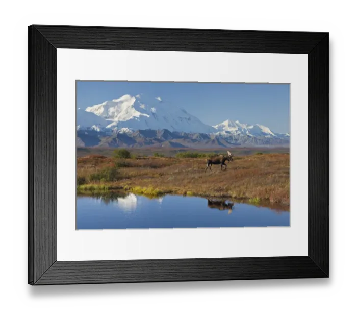 Framed Print : Denali National Park, Alaska, Mt. McKinley towers behind a bull moose reflected in Framed Print : Denali National Park, Alaska, Mt. McKinley towers behind a bull moose reflected in