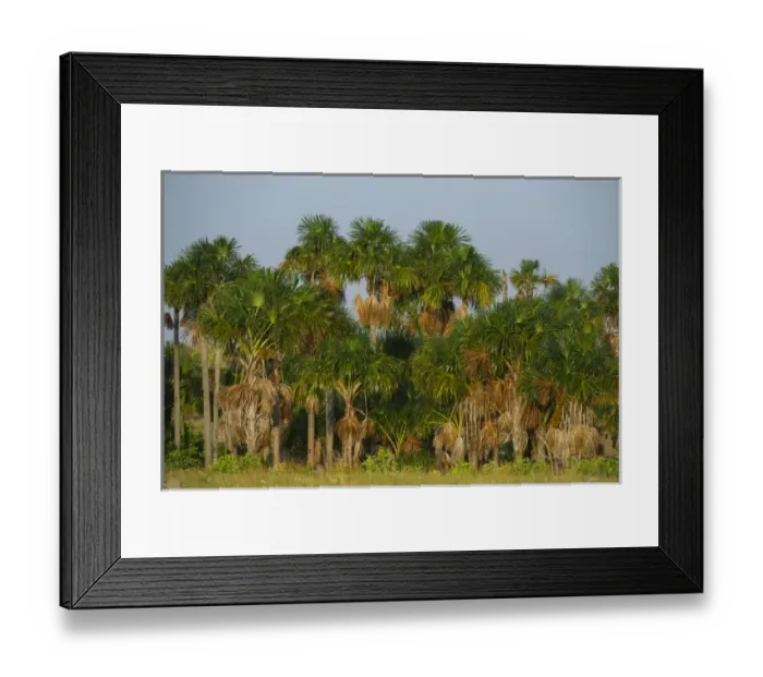 Framed Print : Mauritia (Moriche) Palm (Mauritia flexuosa) Savanna Rurununi GUYANA South America Framed Print : Mauritia (Moriche) Palm (Mauritia flexuosa) Savanna Rurununi GUYANA South America