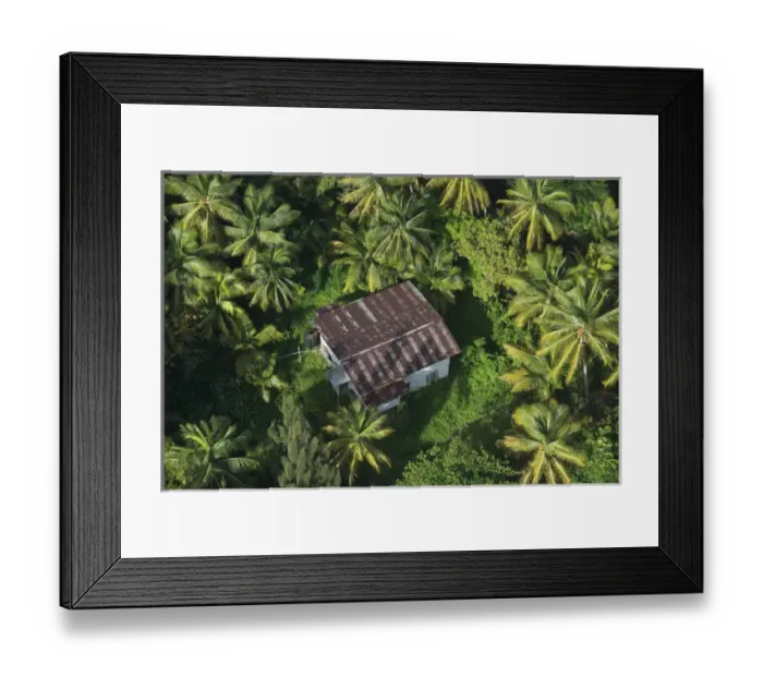 Framed Print : Coconut Palms (Cocos nucifera) Georgetown area GUYANA South America Framed Print : Coconut Palms (Cocos nucifera) Georgetown area GUYANA South America