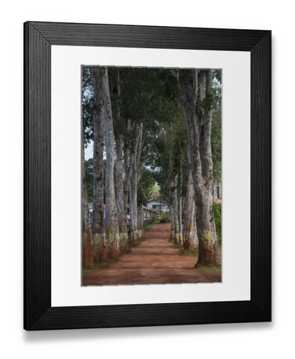 Framed Print : Rubber walk Mabaruma GUYANA South America Framed Print : Rubber walk Mabaruma GUYANA South America