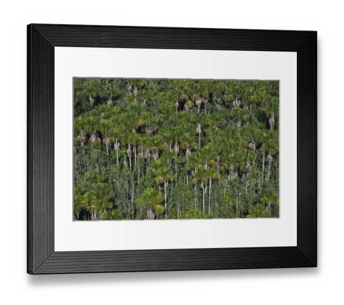Framed Print : Mauritia (Moriche) Palm (Mauritia flexuosa) GUYANA South America Used for thatching Framed Print : Mauritia (Moriche) Palm (Mauritia flexuosa) GUYANA South America Used for thatching