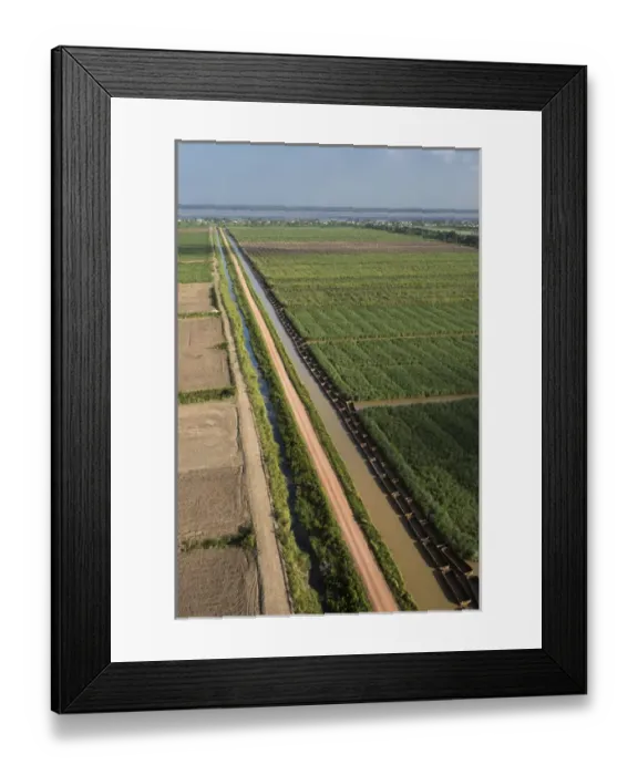Framed Print : Sugar Cane production East Coastal area GUYANA South America Framed Print : Sugar Cane production East Coastal area GUYANA South America