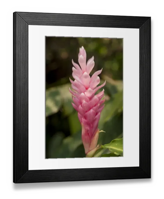 Framed Print : Central America, Honduras, Roatan, Roatan Butterfly Garden, Pink cone Ginger, Hawaiin Ginger Framed Print : Central America, Honduras, Roatan, Roatan Butterfly Garden, Pink cone Ginger, Hawaiin Ginger