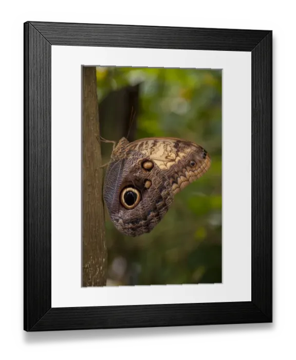 Framed Print : Central America, Honduras, Roatan, Roatan Butterfly Garden, Common Owl, Butterfly