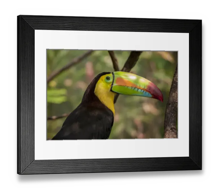 Framed Print : Central America, Honduras, Roatan, Roatan Butterfly Garden, Keel-Billed Toucan