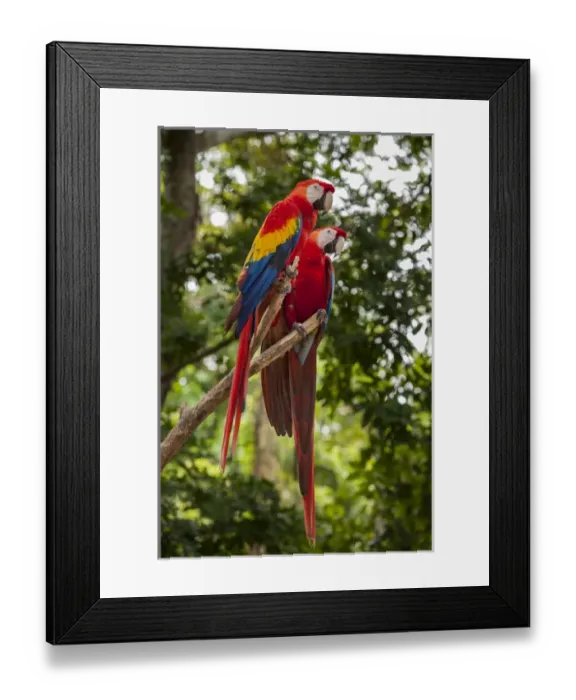 Framed Print : Central America, Honduras, Roatan, Roatan Butterfly Garden, Scarlet Macaw, parrot Framed Print : Central America, Honduras, Roatan, Roatan Butterfly Garden, Scarlet Macaw, parrot