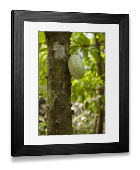 Framed Print : Central America, Honduras, Roatan, Carambola Botanical Gardens, Chocolate Tree