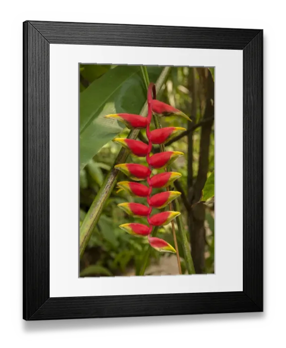 Framed Print : Central America, Honduras, Roatan, Carambola Botanical Gardens, Heliconia